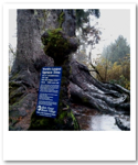World's largest Spruce tree