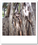 Banyan Tree Park